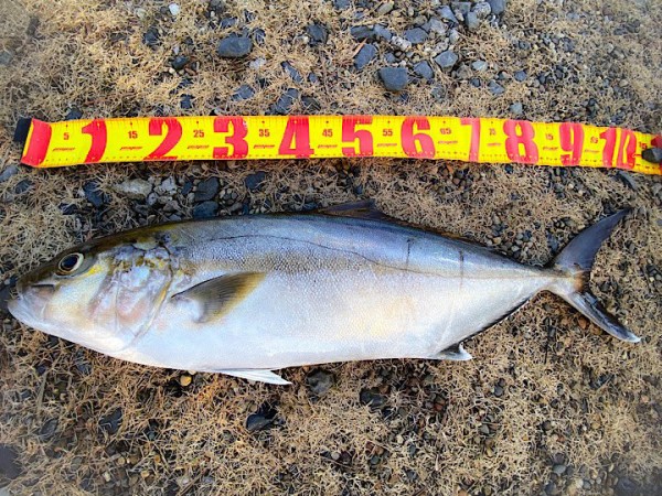 場所 鹿島釣り日記