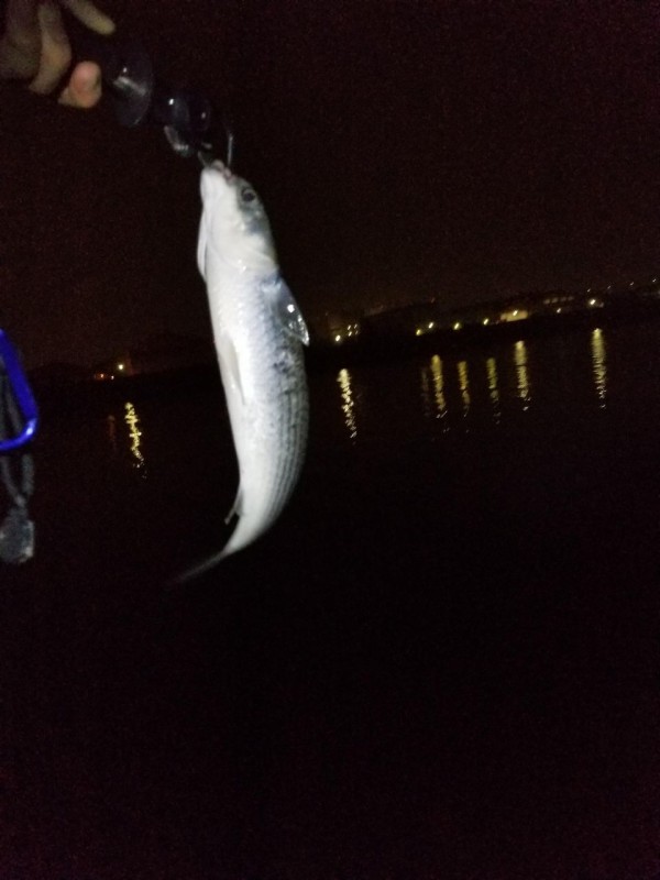 悲報 ワイ 釣りに出るも同じ魚しか釣れない お魚まとめ