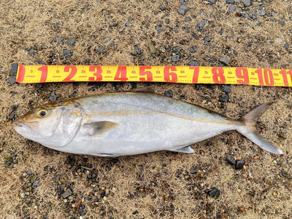 茨城の鹿島港で巨大魚が釣れまくっていると話題に お魚まとめ