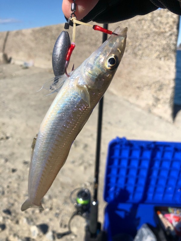 朗報 ルアーよりオモリと釣り針だけの仕掛け 80円 の方が釣れることがバレて釣り業界パニック お魚まとめ