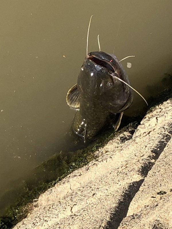 近所の川でうなぎ釣れたわ お魚まとめ