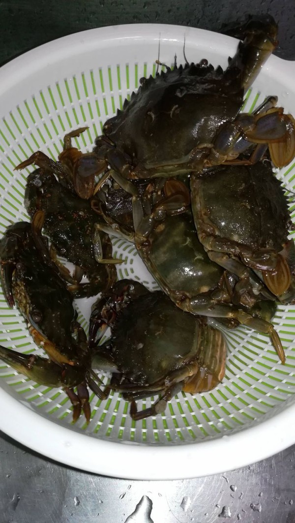 緊急 釣ってきた蟹の種類と食べ方に自信ニキ お魚まとめ 緊急 釣ってきた蟹の種類と食べ方に自信ニキ お魚まとめ