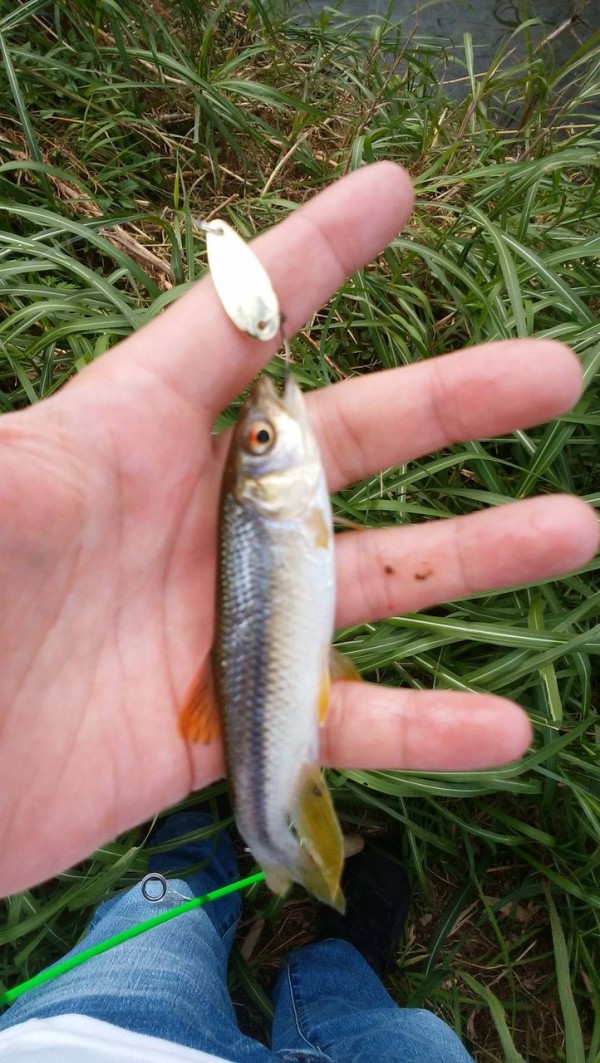 オイカワ ウグイ カワムツ ルアー釣り お魚まとめ