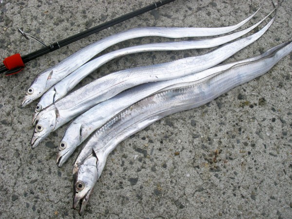 淡路島で 早朝のタチウオ狙い お魚seasons