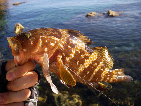 日本海の地磯でアコウ釣り お魚seasons