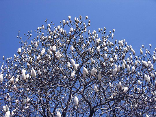 白木蓮 ハクモクレン Magnolia マグノリア 大阪のほんま