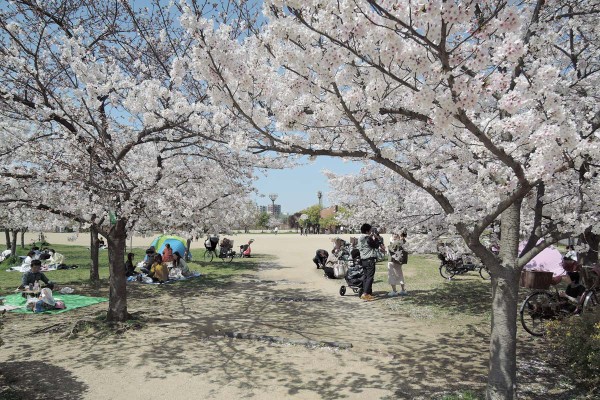 長居公園で花見 年4月4日 大阪を歩こう