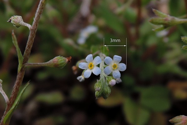 市街地に咲く野草 キュウリグサ 胡瓜草 大阪を歩こう