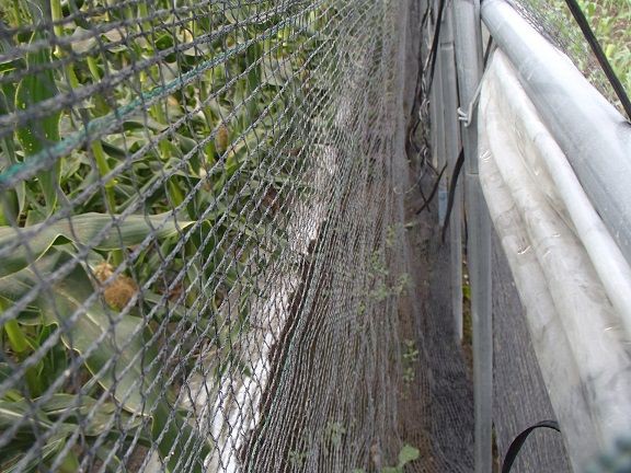 アブラムシ対策 障害者の脱サラ農業日記