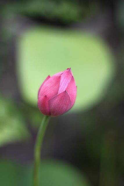 茶碗蓮のつぼみ オサルノビタミン