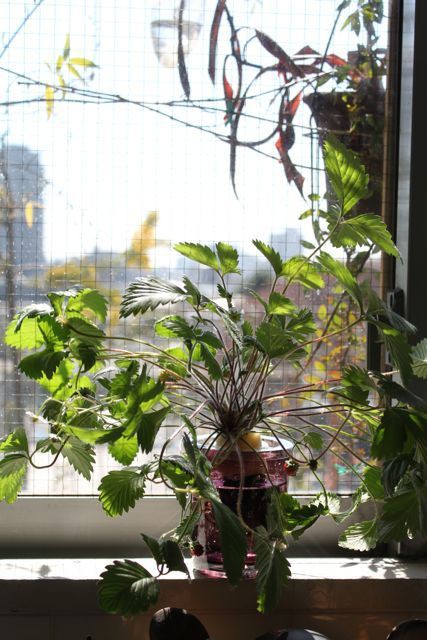 キッチン栽培のワイルドストロベリー オサルノビタミン