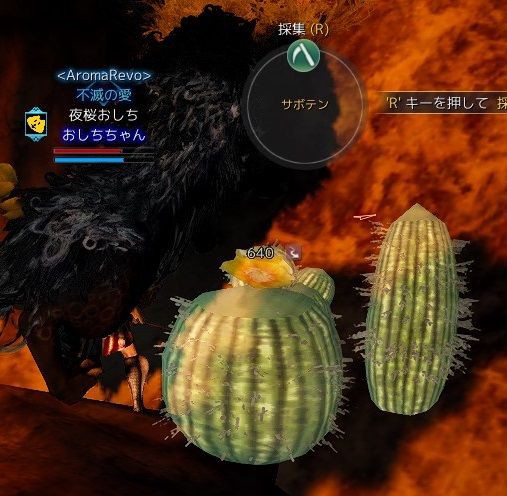 黒い砂漠 サボテンのギルドミッション Cactus Of The Guild Mission 黒い砂漠c鯖 おしちのブログ