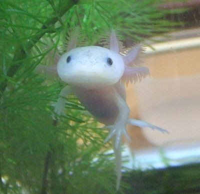 ウーパールーパー成長中 おたまま