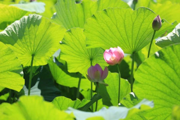 夏の花 青森さ来いへ