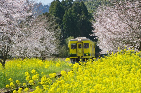 いすみ鉄道と桜 いすみ鉄道撮影地案内 菜の花 桜 あじさい 彼岸花など