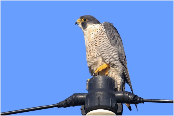 はやぶさ様 確認用 はやぶさ様確認用 はやぶさ様の確認用 （ハヤブサ｜京都