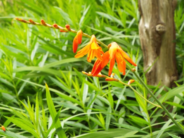 四季の花四季の実 初秋 晩夏 誕生花 向日葵と姫檜扇水仙の花言葉 21 08 15 音の楽しみ