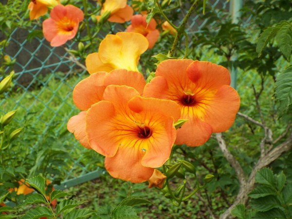 四季の花四季の実 晩夏 誕生花ノウゼンカズラの花言葉 21 08 06 音の楽しみ