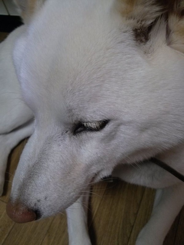 つけまつけま つけまつげじゃなくて天然まつげ 犬のクマさん