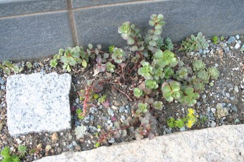 鳥害対策 多肉棚完成 庭作業備忘録