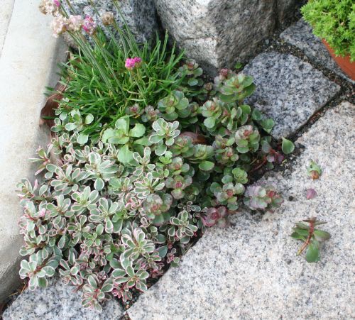 鳥害対策 多肉棚完成 庭作業備忘録
