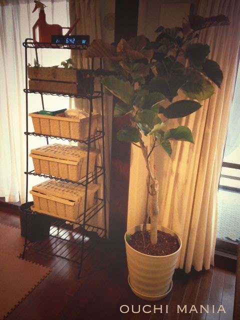 リビングの新入り ウンベラータについて おうちマニア Powered By ライブドアブログ