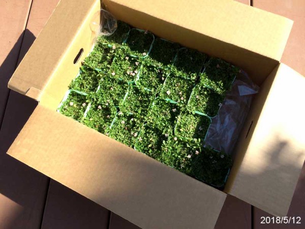 庭 転んでも痛くない 緑の絨毯が完成するまで グランドカバー お家イズム