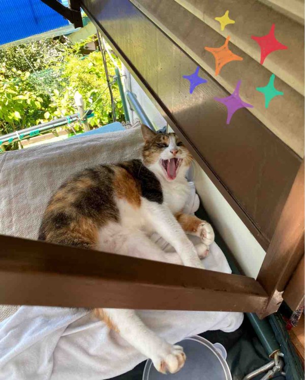 ミーちゃんも元気です 青梅ニャンだふる Life