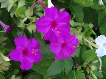 道端の花 Littlebigパパの気分は最高 道端の花 Littlebigパパの気分は最高