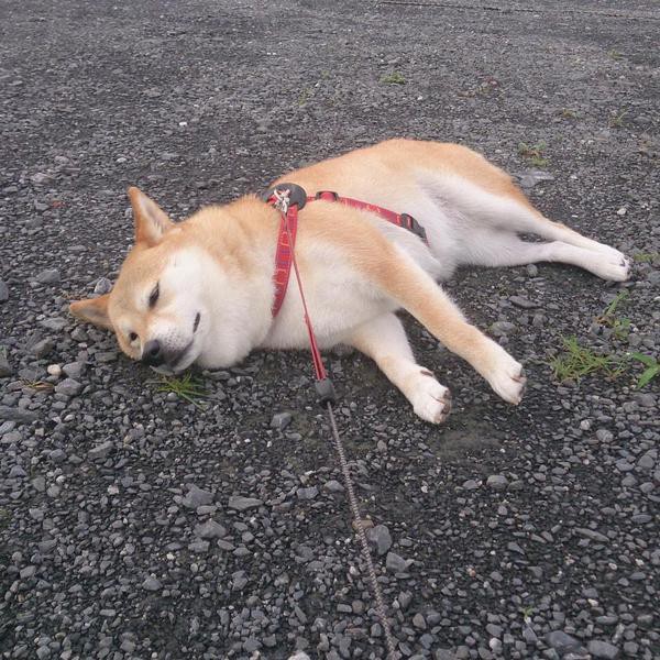 動物 全力散歩拒否するワンちゃんが話題wwwww 速々樂人