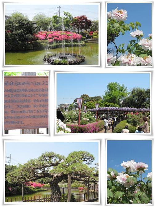 箭弓 やきゅう 稲荷神社ぼたん園 気ままな観光