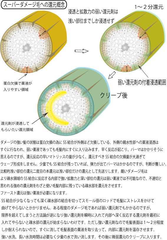 毛髪のイラストや理想還元を考えてみましょう Hair Chemistry Field クリープパーマ