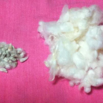 綿花の収穫の後 こうして糸や綿になっていきます おやイスト 子どもたちとともに