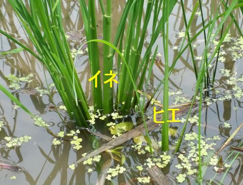 おやじの田んぼ イネとヒエの見分け方 京丹後のおやじのうんちく日記 19世紀の味の店