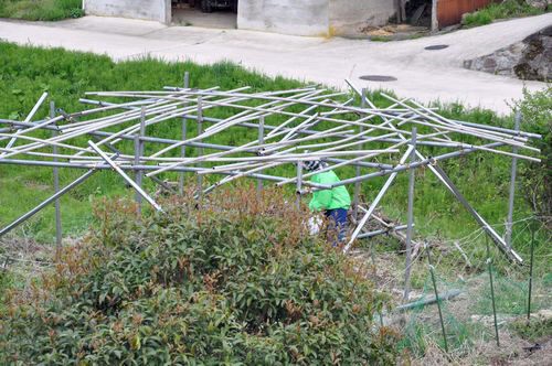 我家の様子 雪害のキウイ棚を復旧しました 京丹後のおやじのうんちく日記 19世紀の味の店