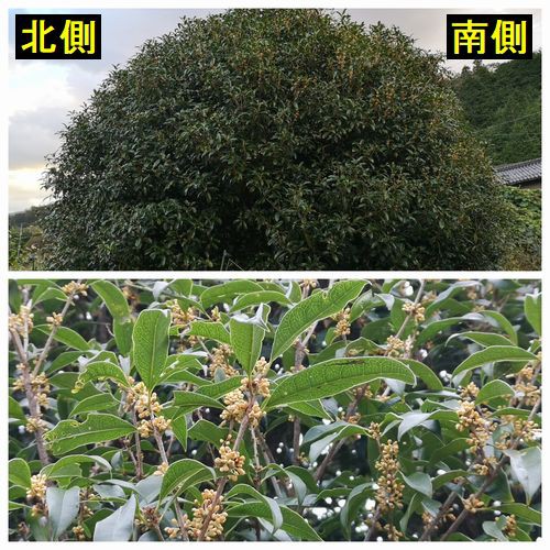 歳時記 金木犀が咲き始めました 京丹後のおやじのうんちく日記 19世紀の味の店