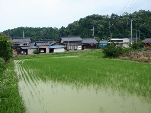 おやじの田んぼ 7月3日草取りをしました 京丹後のおやじのうんちく日記 19世紀の味の店 おやじの田んぼ 7月3日草取りをしました 京丹後のおやじのうんちく日記 19世紀の味の店