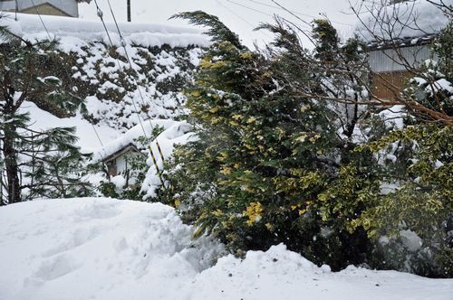 我が家の様子 熊手で雪かき 京丹後のおやじのうんちく日記 19世紀の味の店