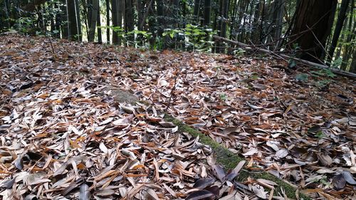 歳時記 竹の秋 竹の黄葉 京丹後のおやじのうんちく日記 19世紀の味の店