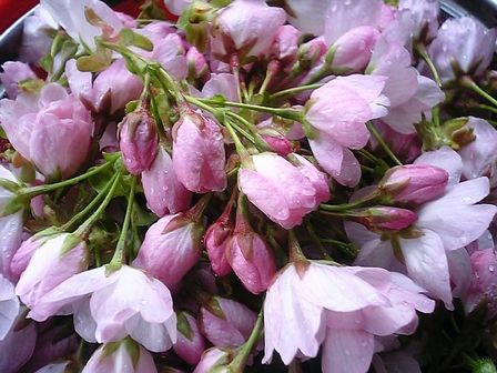 八重桜で 桜茶つくり に挑戦 京丹後のおやじのうんちく日記 19世紀の味の店