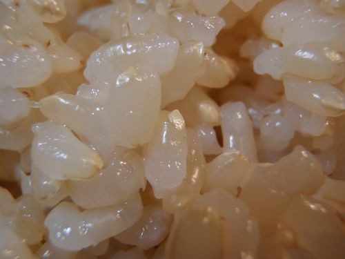 美と健康 発芽モード玄米ご飯粒 京丹後のおやじのうんちく日記 19世紀の味の店