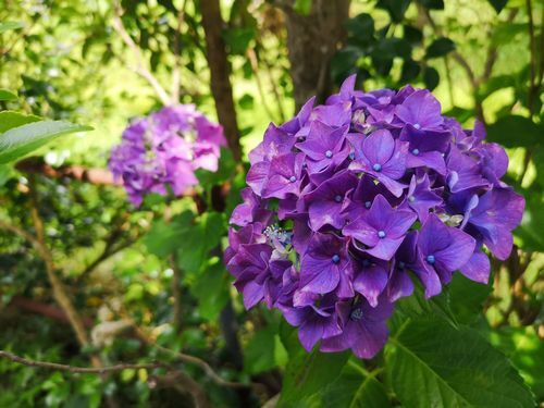 歳時記 庭の桔梗と紫陽花が咲き始めました 京丹後のおやじのうんちく日記 19世紀の味の店