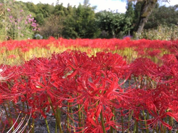 世尊寺の彼岸花が綺麗でした 奈良県大淀町 大淀町地域おこし協力隊ob外狩のブログ