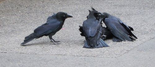 カラスによる集団リンチを目撃した話 よい子わるい子ふつうの子２ 仮