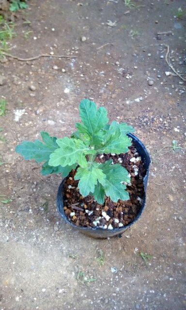 6月 ポンポン菊 挿し芽から花 柏市から Cooking Plant 13 16 19