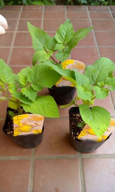 5月 食用ほおずき ペアドロップ ほぼ5月 発芽 7 8月 実 種 Ground Cherry Cooking Plant 13 16 19