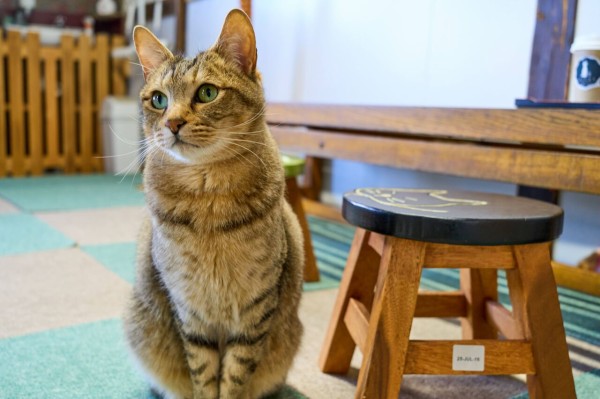 尾道 猫好きの聖地 ねこ喫茶 ユトレヒト に行ってきました 尾道猫カフェ きさま 見ているなッ