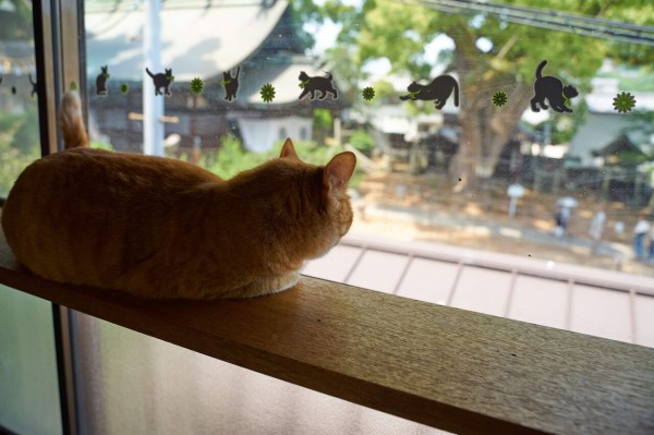 尾道 猫好きの聖地 ねこ喫茶 ユトレヒト に行ってきました 尾道猫カフェ きさま 見ているなッ