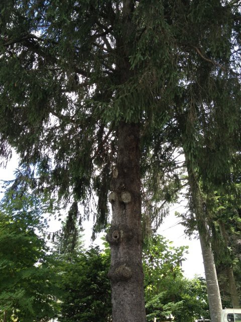 かしの木おじさん インテリア雑貨セレクトショップ P Nuts ピーナッツ のスタッフブログ