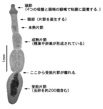 エキノコックス スジエビの不思議